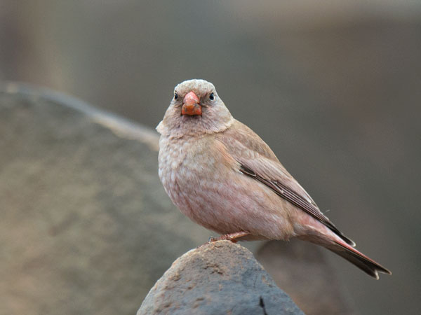 Aavikkotulkku, Trumpeter Finch, Bucanetes githagineus