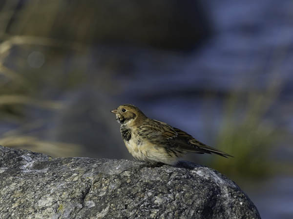 Lapinsirkku, Lapland Longspur, Calcarius lapponicus