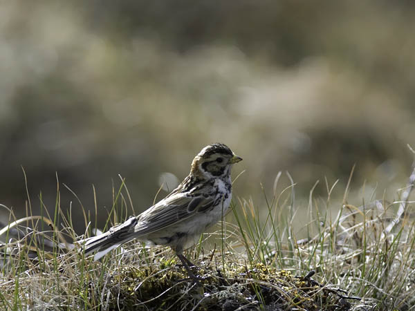 Lapinsirkku, Lapland Longspur, Calcarius lapponicus