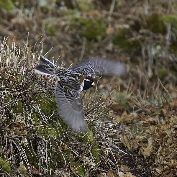 Lapinsirkku, Lapland Longspur, Calcarius lapponicus