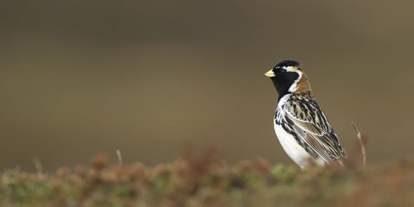 Lapinsirkku, Lapland Longspur, Calcarius lapponicus
