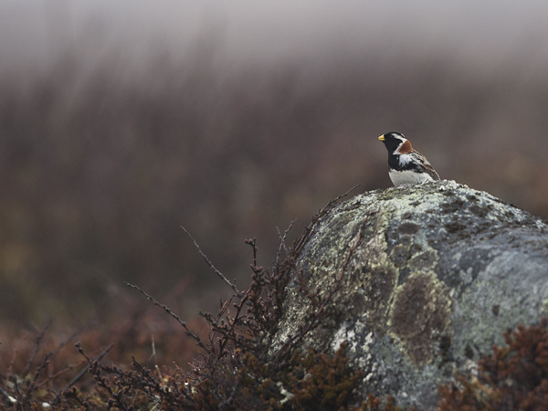 Lapinsirkku, Lapland Longspur, Calcarius lapponicus