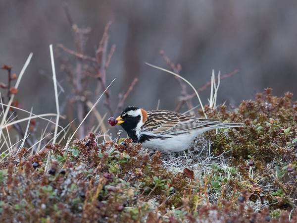 Lapinsirkku, Lapland Longspur, Calcarius lapponicus