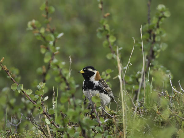 Lapinsirkku, Lapland Longspur, Calcarius lapponicus