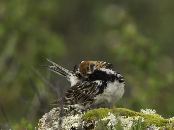 Lapinsirkku, Lapland Longspur, Calcarius lapponicus