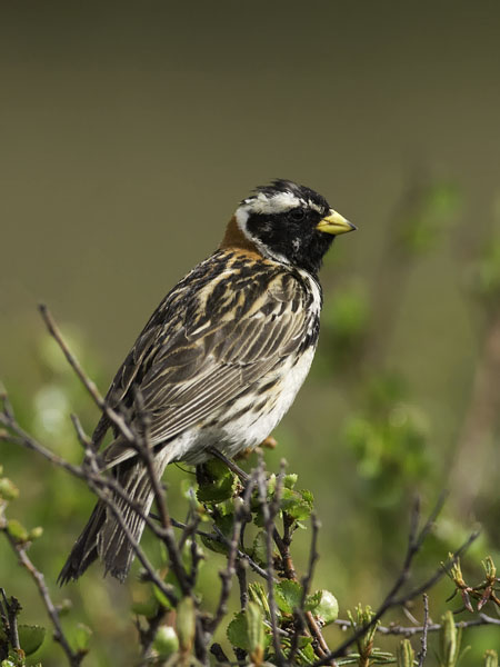 Lapinsirkku, Lapland Longspur, Calcarius lapponicus