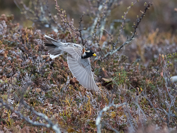 Lapinsirkku, Lapland Longspur, Calcarius lapponicus