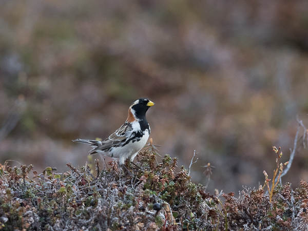 Lapinsirkku, Lapland Longspur, Calcarius lapponicus
