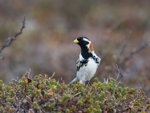 Lapinsirkku, Lapland Longspur, Calcarius lapponicus