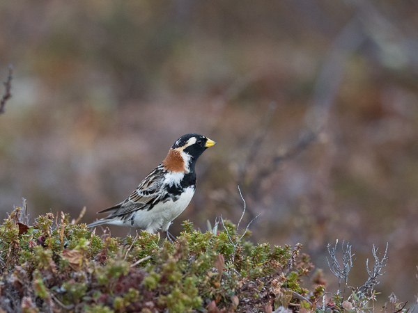 Lapinsirkku, Lapland Longspur, Calcarius lapponicus
