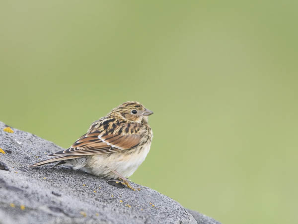 Lapinsirkku, Lapland Longspur, Calcarius lapponicus