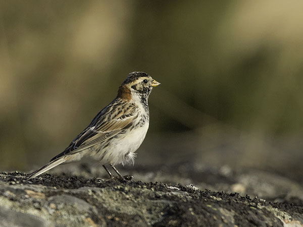 Lapinsirkku, Lapland Longspur, Calcarius lapponicus