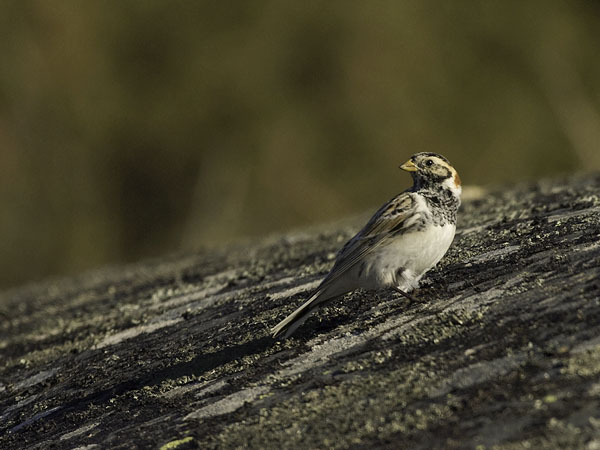 Lapinsirkku, Lapland Longspur, Calcarius lapponicus