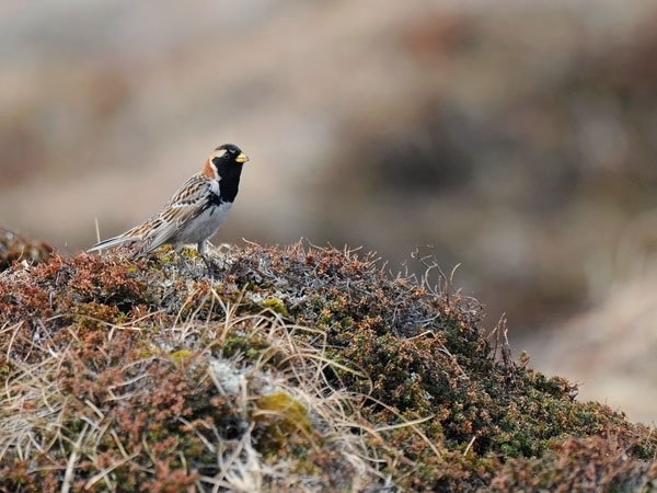 Lapinsirkku, Lapland Longspur, Calcarius lapponicus