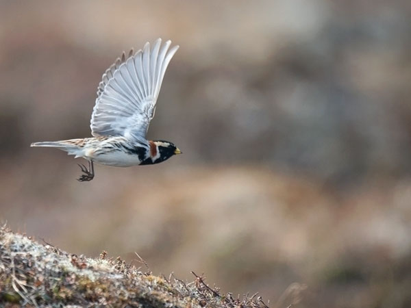 Lapinsirkku, Lapland Longspur, Calcarius lapponicus