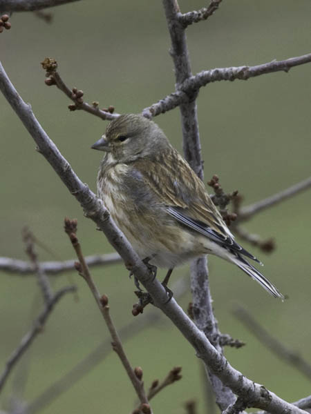 Hemppo, Common Linnet, Carduelis cannabina