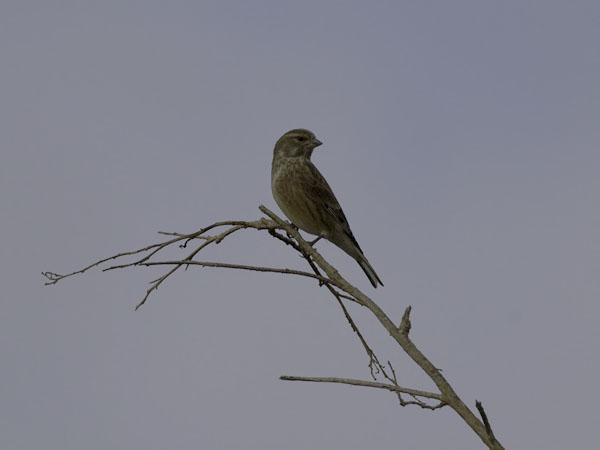 Hemppo, Common Linnet, Carduelis cannabina