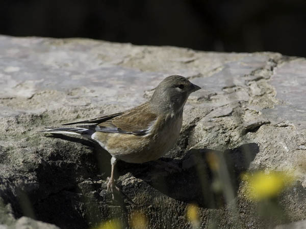 Hemppo, Common Linnet, Carduelis cannabina