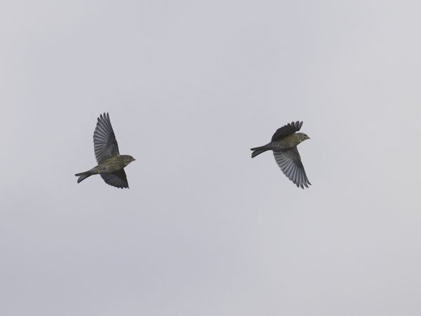 Hemppo, Common Linnet, Carduelis cannabina