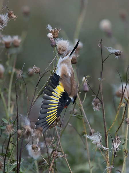 Tikli, European Goldfinch, Carduelis carduelis