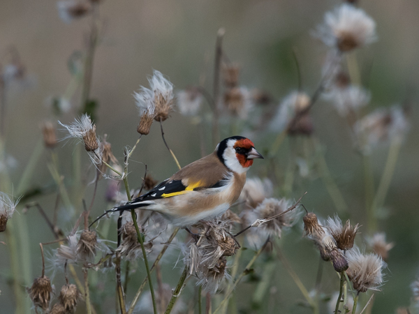 Tikli, European Goldfinch, Carduelis carduelis