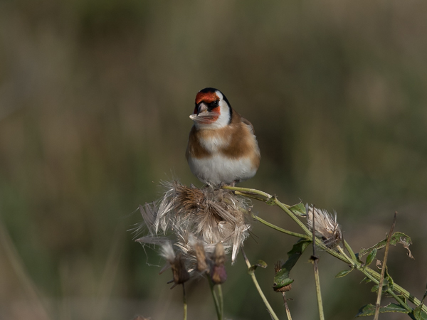 Tikli, European Goldfinch, Carduelis carduelis