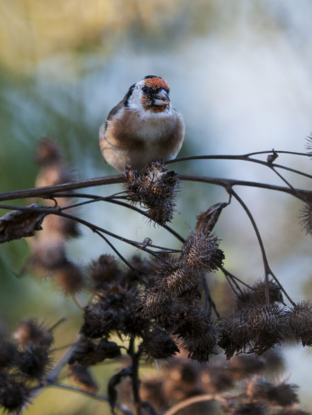 Tikli, European Goldfinch, Carduelis carduelis