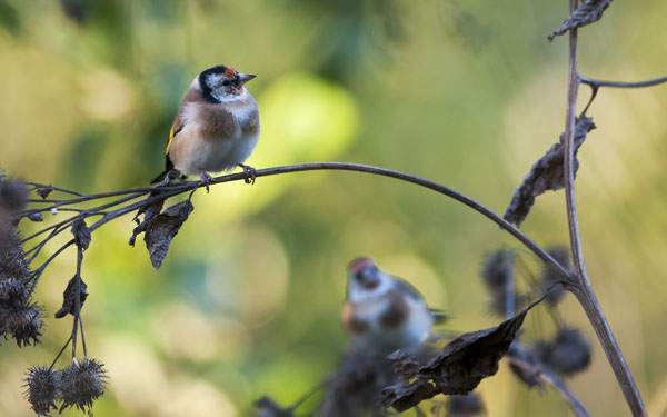 Tikli, European Goldfinch, Carduelis carduelis