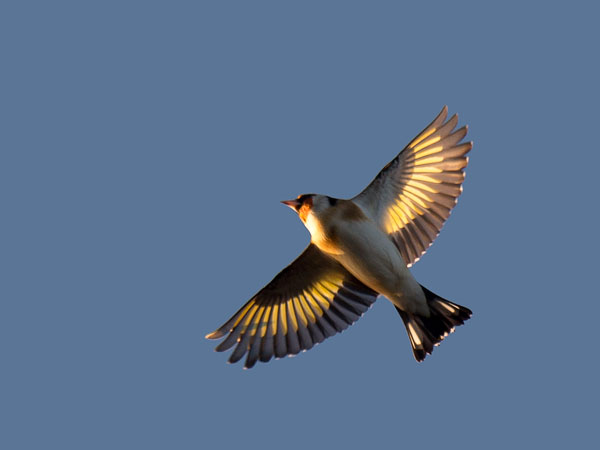 Tikli, European Goldfinch, Carduelis carduelis