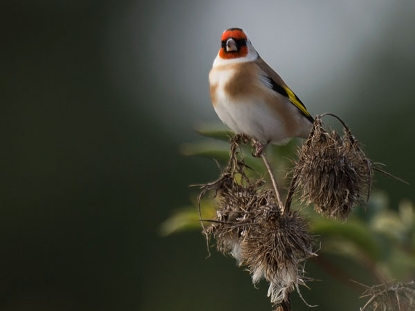 Tikli, European Goldfinch, Carduelis carduelis