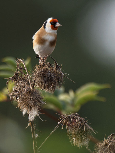 Tikli, European Goldfinch, Carduelis carduelis
