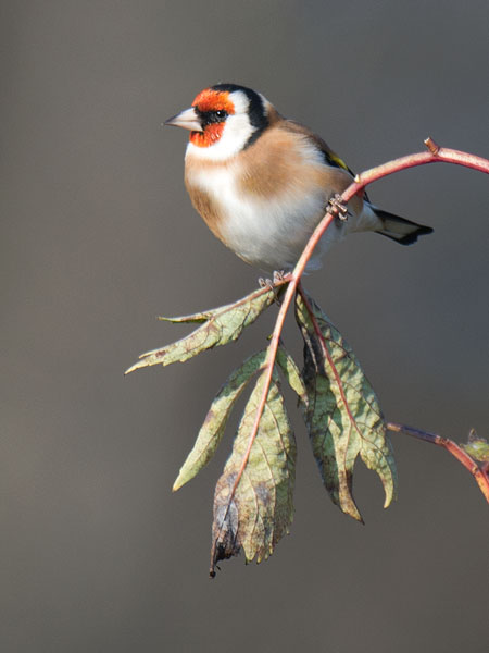 Tikli, European Goldfinch, Carduelis carduelis