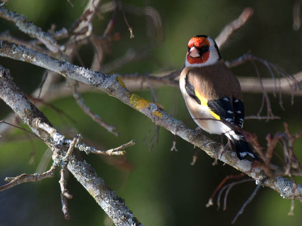 Tikli, European Goldfinch, Carduelis carduelis