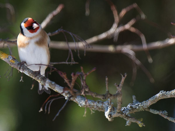 Tikli, European Goldfinch, Carduelis carduelis