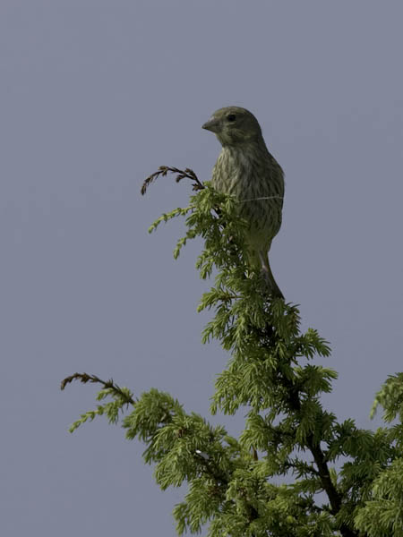 Viherpeippo, European Greenfinch, Carduelis chloris