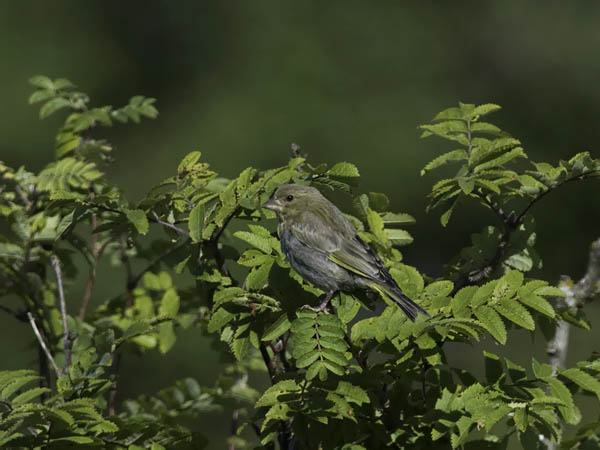 Viherpeippo, European Greenfinch, Carduelis chloris