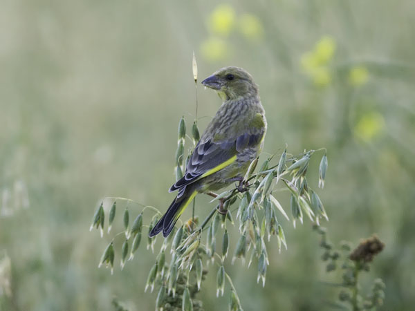 Viherpeippo, European Greenfinch, Carduelis chloris