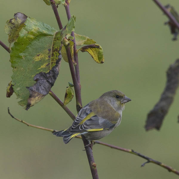 Viherpeippo, European Greenfinch, Carduelis chloris