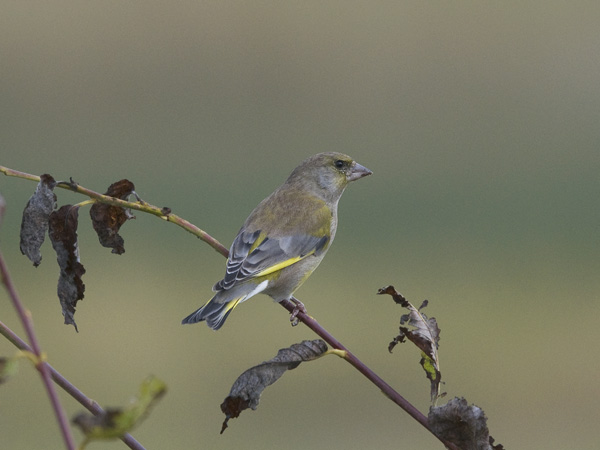 Viherpeippo, European Greenfinch, Carduelis chloris