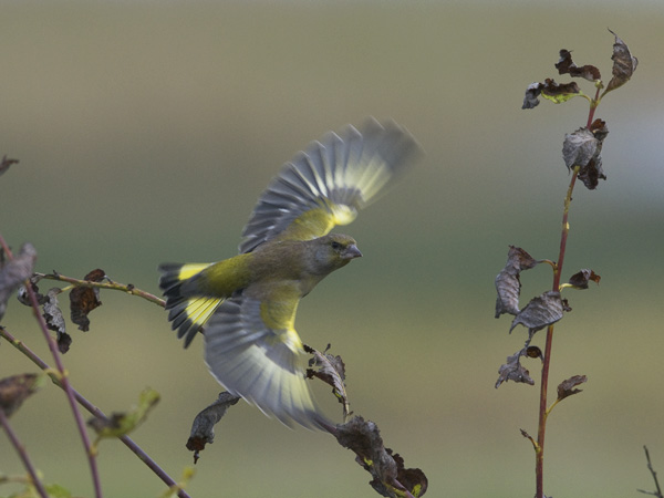 Viherpeippo, European Greenfinch, Carduelis chloris