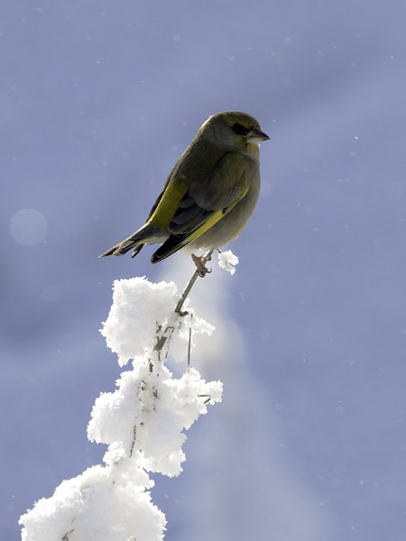 Viherpeippo, European Greenfinch, Carduelis chloris