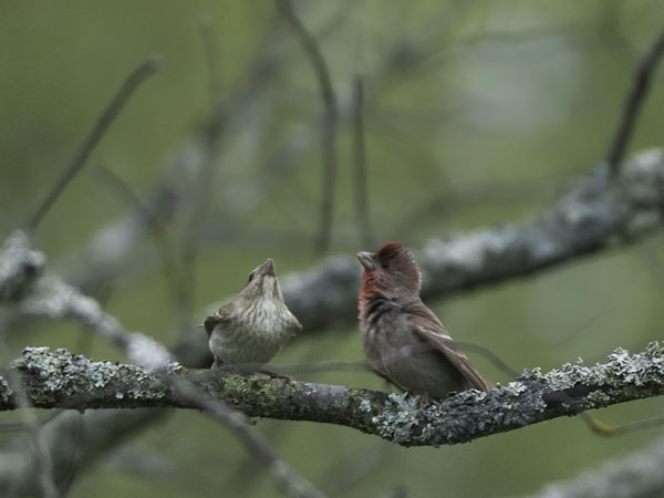 Punavarpunen, Common Rosefinch, Carpodacus erythrinus