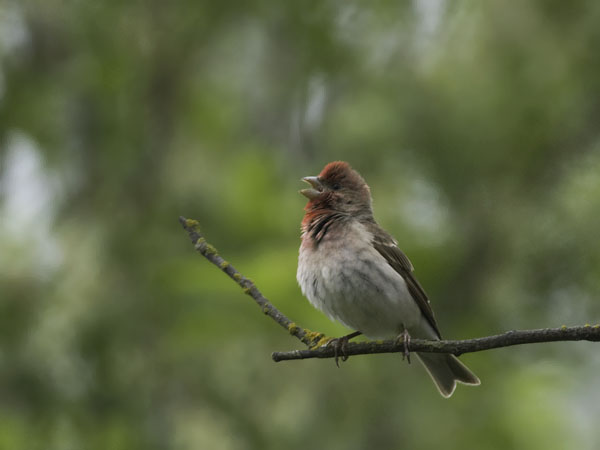 Punavarpunen, Common Rosefinch, Carpodacus erythrinus