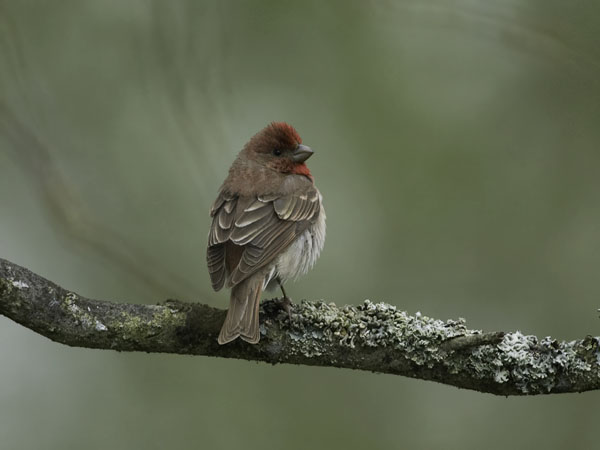 Punavarpunen, Common Rosefinch, Carpodacus erythrinus