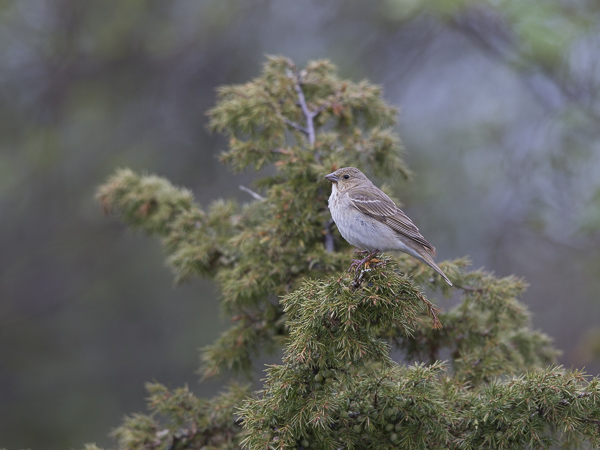 Punavarpunen, Common Rosefinch, Carpodacus erythrinus