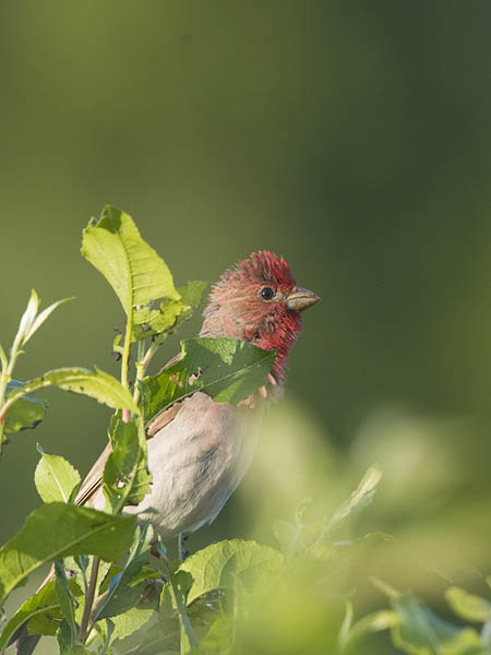 Punavarpunen, Common Rosefinch, Carpodacus erythrinus