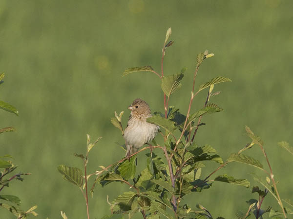 Punavarpunen, Common Rosefinch, Carpodacus erythrinus