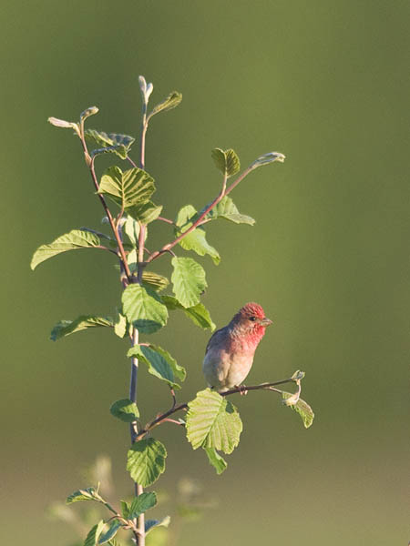 Punavarpunen, Common Rosefinch, Carpodacus erythrinus