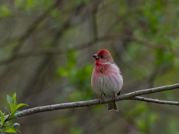 Punavarpunen, Common Rosefinch, Carpodacus erythrinus