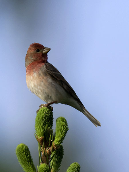 Punavarpunen, Common Rosefinch, Carpodacus erythrinus